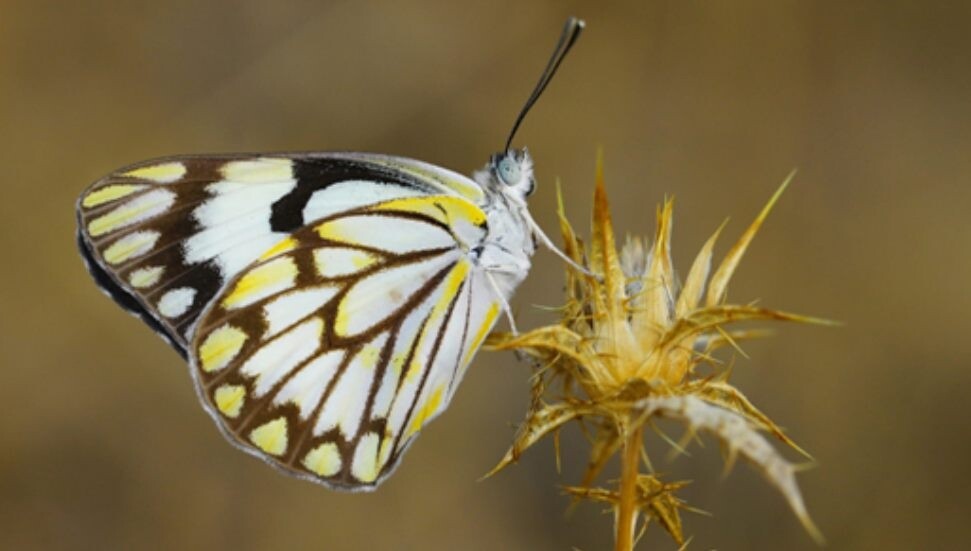 Eren Aksoylu'dan önemli keşif: Belenois aurota kelebeği görüldü