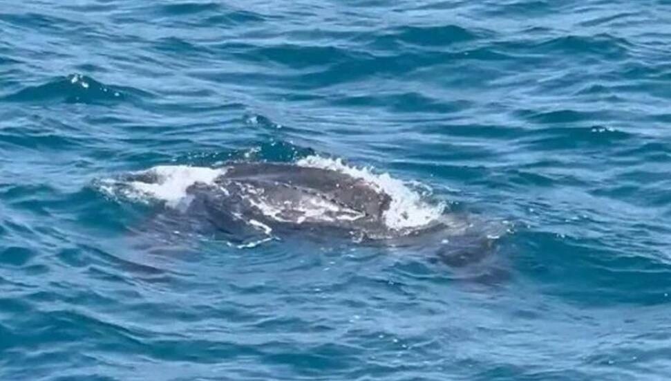 Akdeniz’de yaşayan deri sırtlı deniz kaplumbağası ilk kez İstanbul Boğazı'nda görüntülendi!