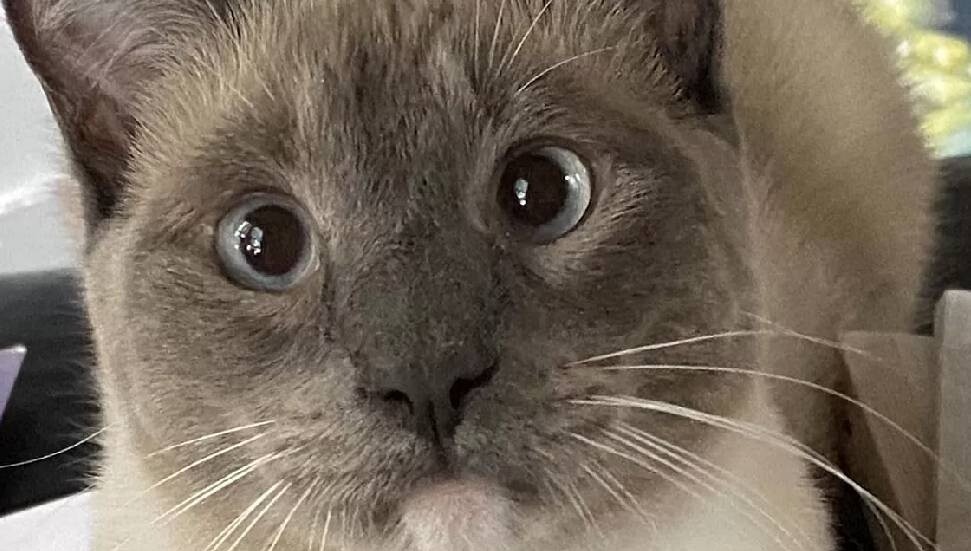 Yellowstone'da kaybolan kedi, 1450 kilometre yol kat ederek eve döndü