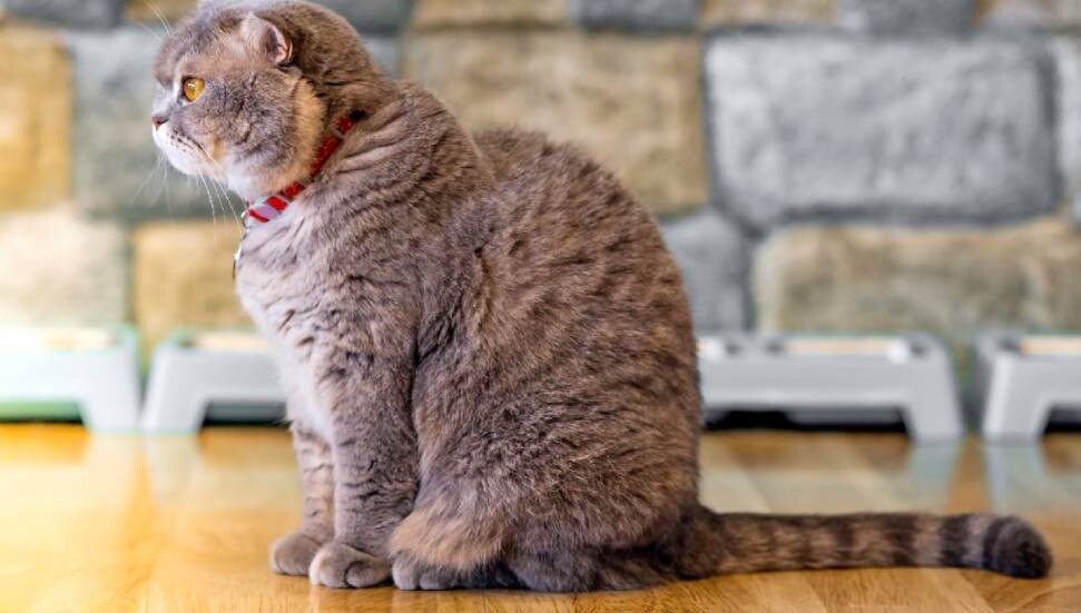 Kısırlaştırma sonrası kedinizin ihtiyaçlarına uygun mama nasıl seçilir?