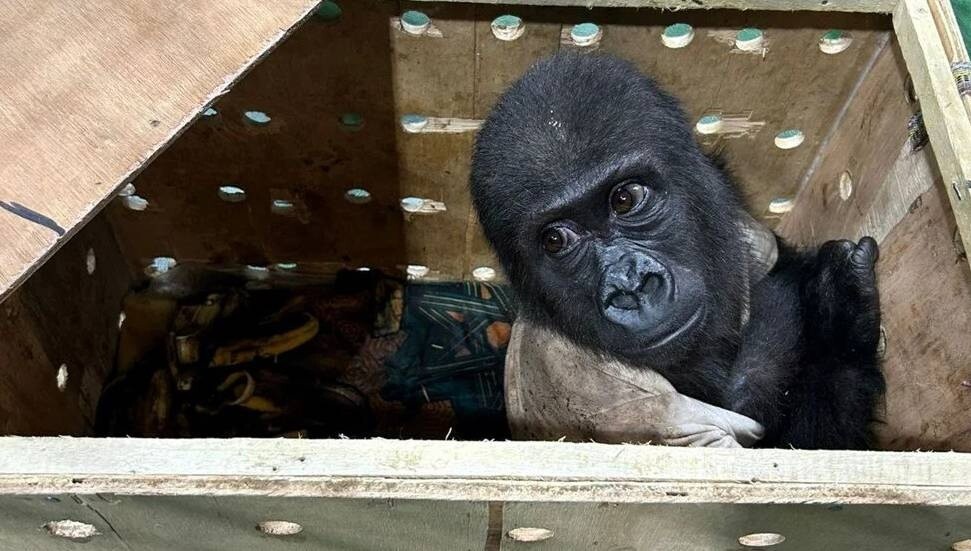 İstanbul Havalimanı'nda yavru goril yakalandı