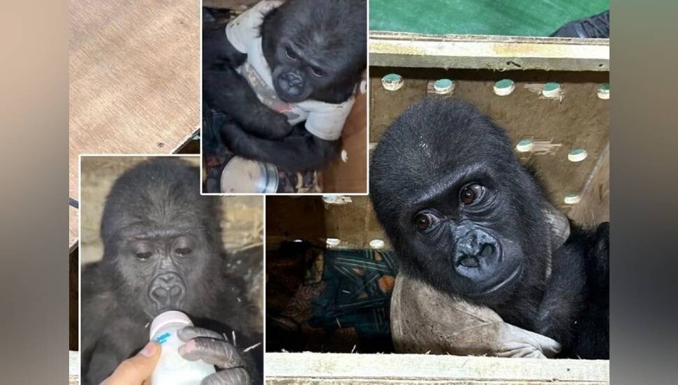 Yavru goril güvenli ellerde: Ufaklığın durumu iyi