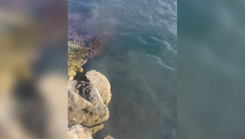 Ergün Bey: Denizlerimize lağım suları pompalıyoruz