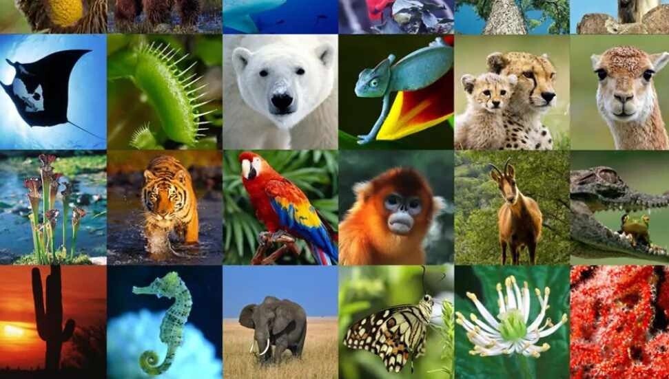 22 Mayıs Dünya Biyolojik Çeşitlilik Günü: Doğanın sunduğu yaşam çeşitliliğini koruyalım