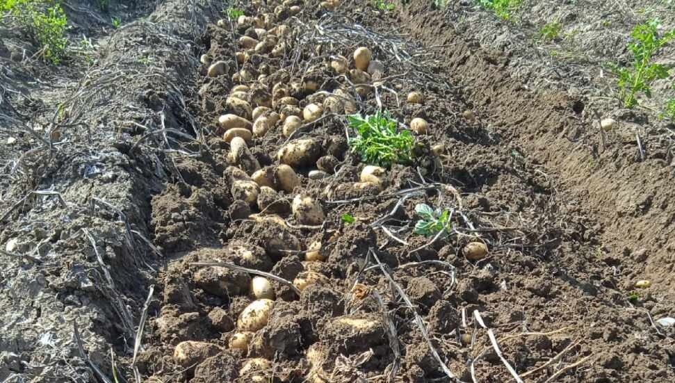 Tarımda artık hastalık ve zararlılar erken tespit edilebilecek