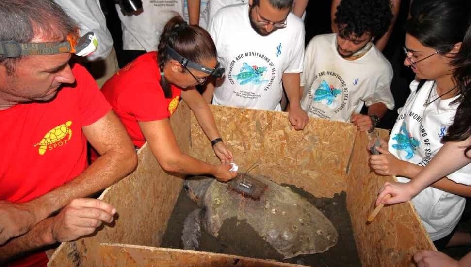 DAÜ-SAGEM ve Spot iş birliğiyle iki Caretta Caretta’ya uydu vericisi takıldı