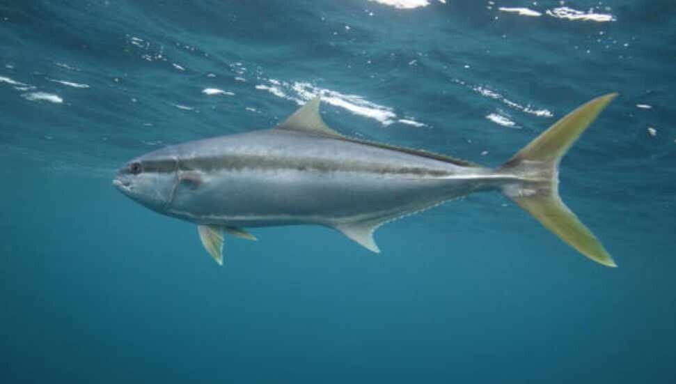 Tarım ve Doğal Kaynaklar Bakanlığı, Mineri/Sarıkuyruk avcılığına dair uyarıda bulundu