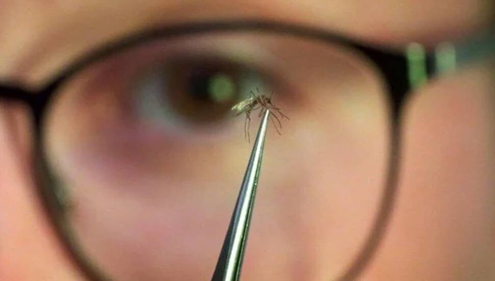 Chikungunya salgını yayıldı: Çin'de halk sağlığı acil durumu ilan edildi