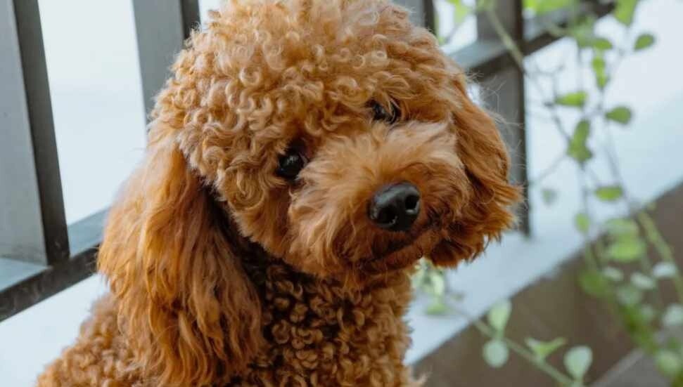 Ercan Havalimanı’nda kaçak yavru köpek operasyonu: İki kişi tutuklandı