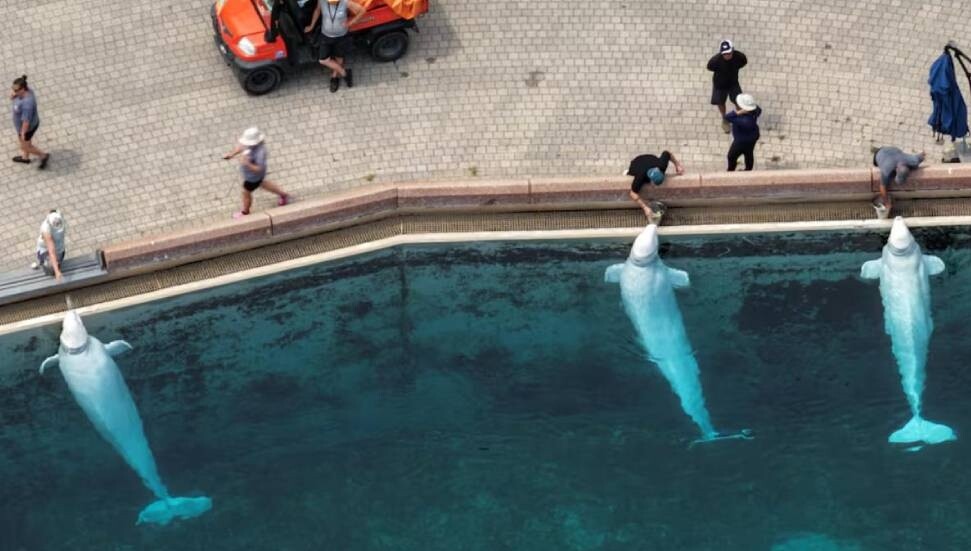 Kanada'da eğlence parkı, bütçe nedeniyle 30 balinayı öldürmeyi planlıyor