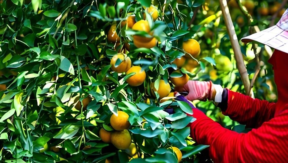 Mevsimlik işçiler 1 Haziran 2026’ya kadar nüfus cüzdanıyla KKTC’ye gelebilecek