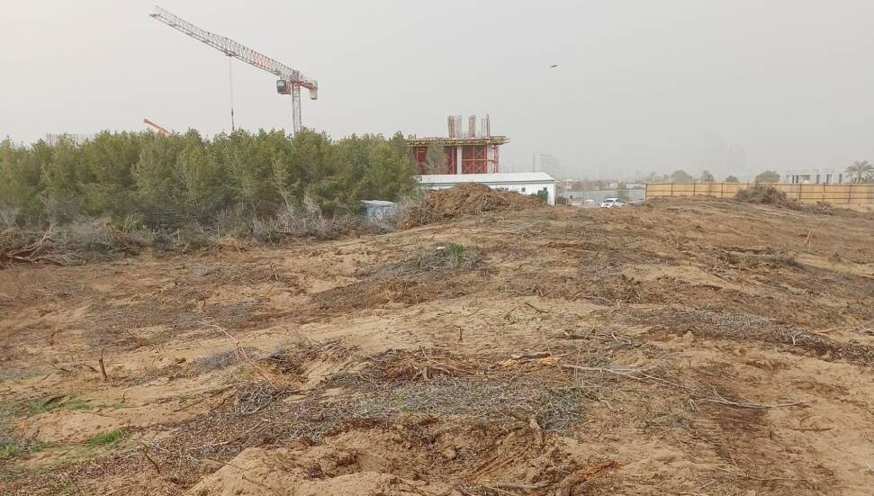 Yeşil Barış Hareketi: İskele’de denize sıfır 21 dönüm orman rant uğruna yok ediliyor