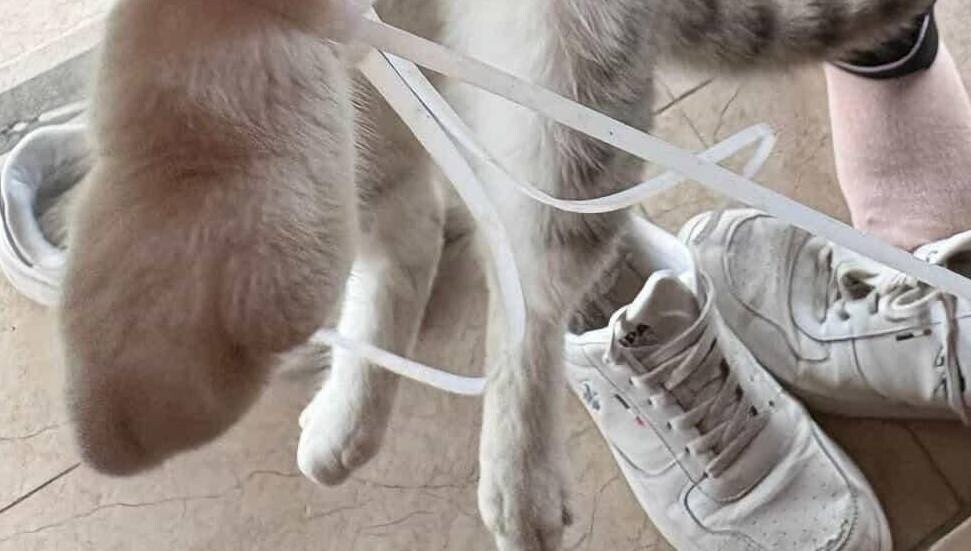 Aslanköy’de kedinin ayağına plastik kelepçe takılmış şekilde bulundu!