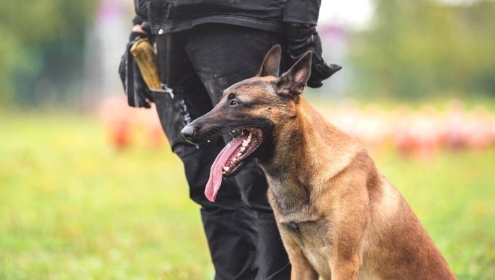 Limasol'da bir kadın ve iki çocuk köpeklerin saldırısına uğradı