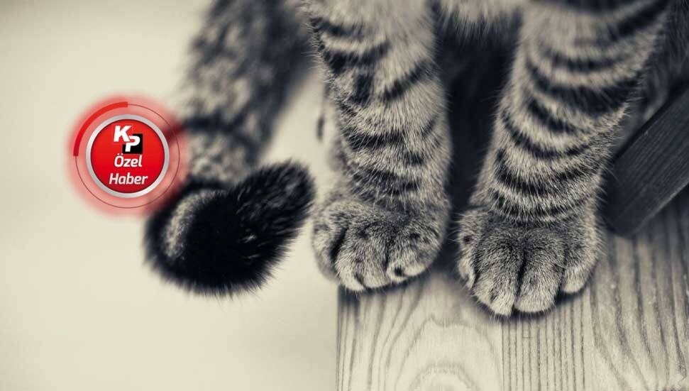 Saçma ile alnından vurulan kedinin sağlık durumu iyi: Kediyi vuran şahıs para cezası aldı