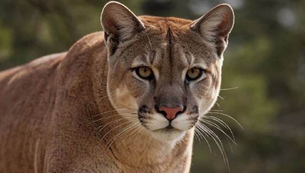 ABD’de 27 yıl sonra ilk: Dağ aslanı saldırısında bir kadın hayatını kaybetti