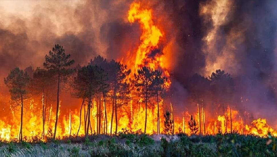 Fransa'da yaz aylarındaki yangınlarda 30 bin hektar ormanlık alan yok oldu