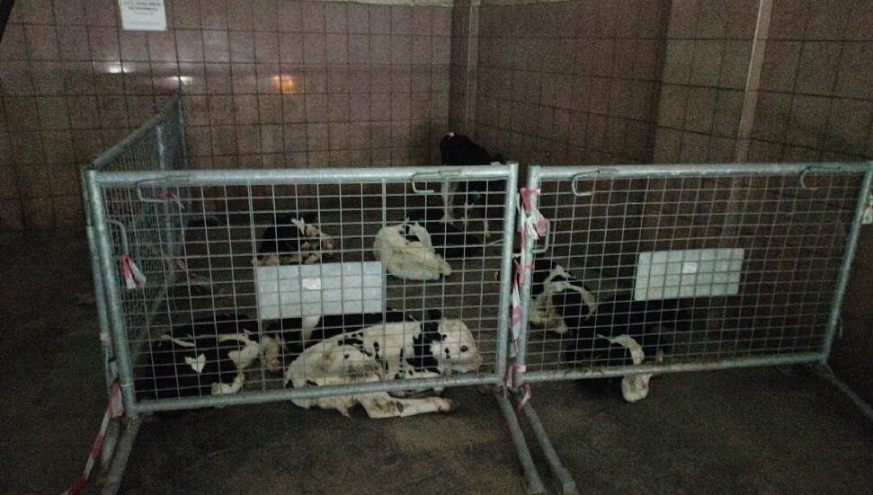 Gazimağusa’da kaçak hayvan geçişine suçüstü: 9 süt danasına el konuldu