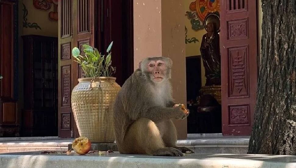 Vietnam'da pagoda çevresindeki maymunlar turistlerle iç içe yaşıyor