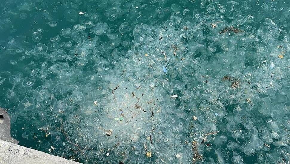 İstanbul'da Sarıyer ve Beşiktaş kıyılarında denizanası yoğunluğu