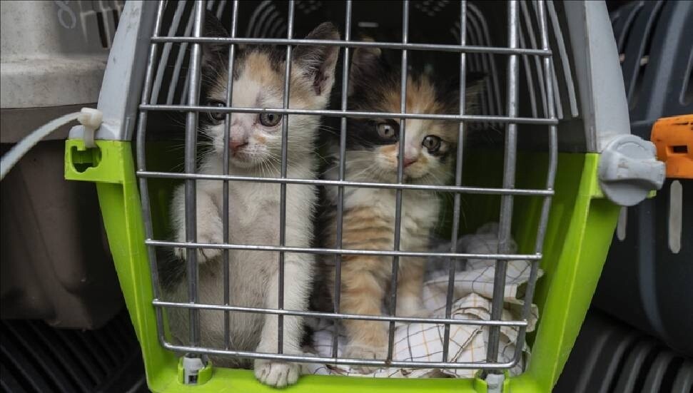 AB mahkemesi, uçuşlarda evcil hayvanı "bagaj" olarak sınıflandırdı