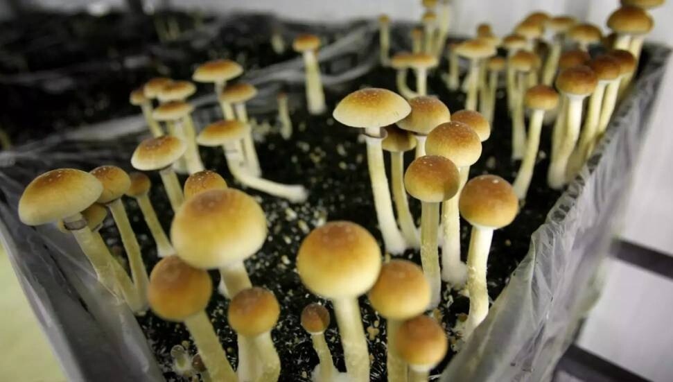 NZ Approves Medicinal use of 'Magic Mushrooms'