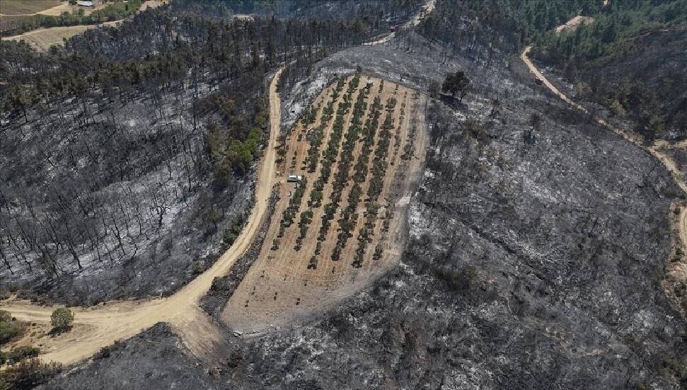 Çanakkale'deki orman yangını 150 ağaç bulunan zeytinliği teğet geçti