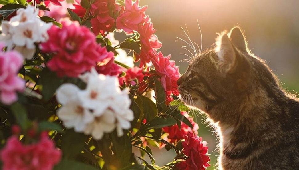 Bilim insanlarına göre, hayvanlar bitkilerin çıkardığı gizli seslere tepki veriyor