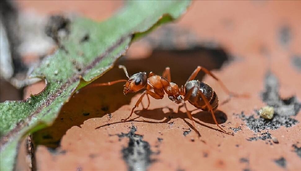Kenya'da 5 bin karıncayla yakalanan iki Belçika vatandaşına para cezası verildi