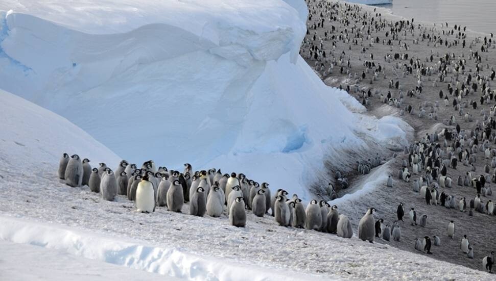 Antarktika'nın bir bölgesindeki imparator penguen nüfusu, 15 yılda yüzde 22 azaldı