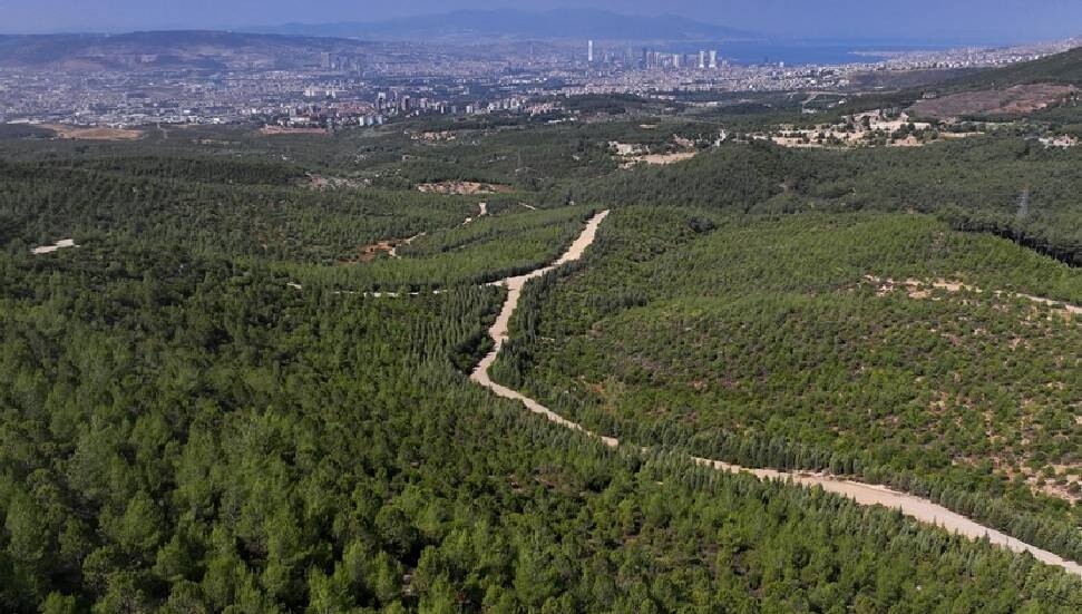 İzmir'de 16 yıl önce yanan alan çalışmalarla yeniden ormanlaştırıldı