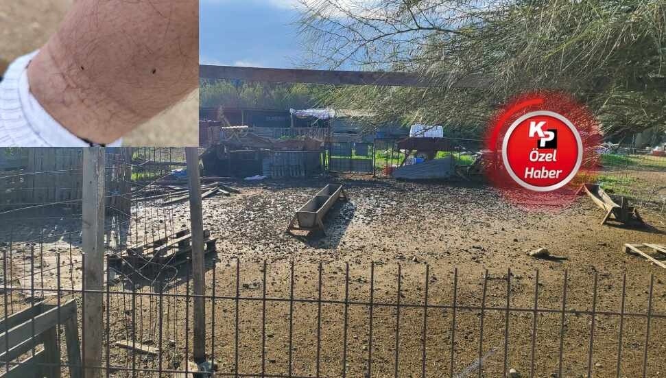 Akçay'da mandıra sorunu: 15 günlük kızımın üzerinde pire buldum