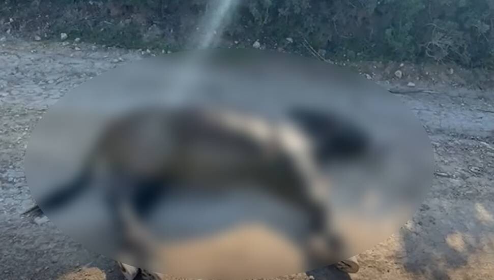 Taşkent Doğa Parkı’ndan Karpaz eşekleri için acil çağrı: Bürokrasi can kaybettiriyor