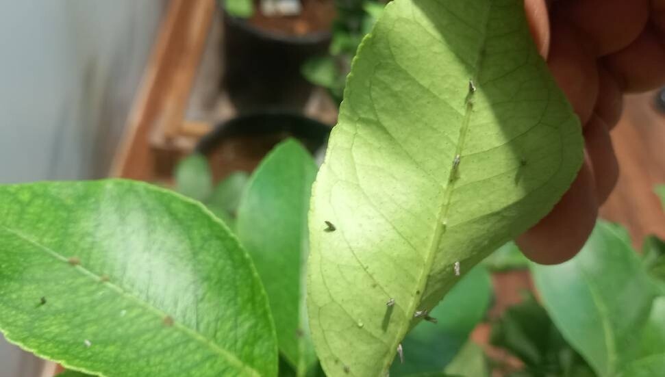 Yeşillenme hastalığına karşı başlatılan biyolojik mücadele olumlu sonuçlar veriyor