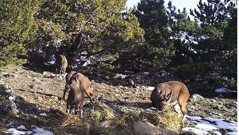 Fotokapanlara yansıyan görüntüler belgeseli aratmadı