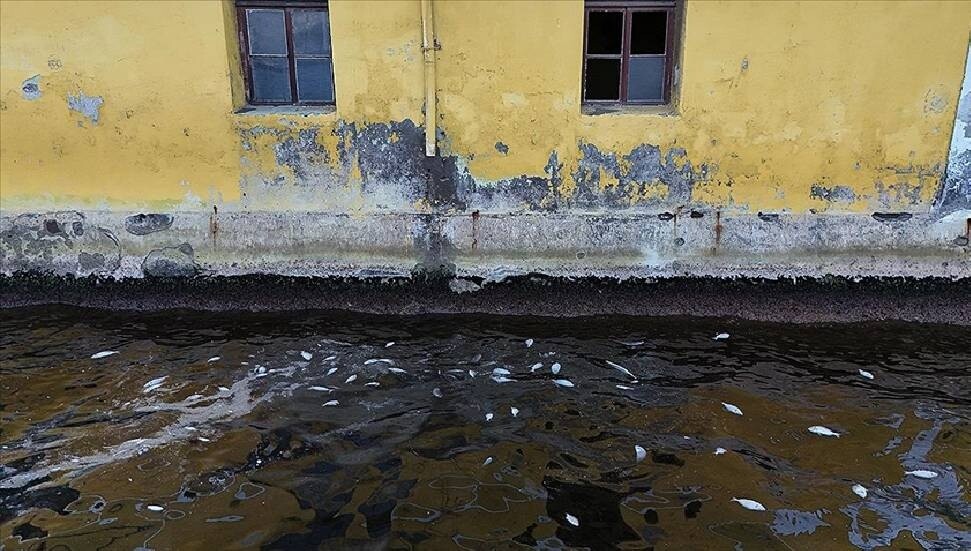 İzmir Körfezi'nde balık ölümleri sürüyor