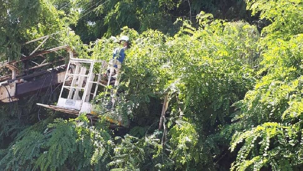 Tehlike arz eden ağaçlar budanacak: Haspolat Ağıllar ve Levent Çiftliği’nde elektrik kesintisi