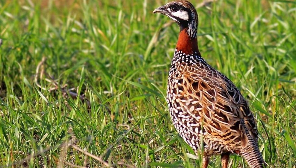 Dipkarpaz’da yasaklı turaç kuşunu avlayan şahsa 5 asgari ücret ceza
