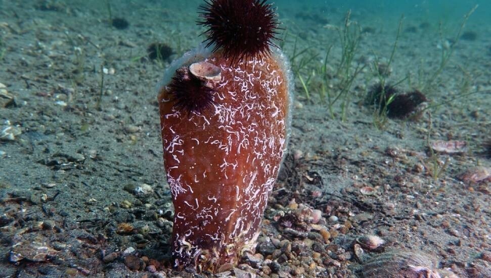 Akdeniz’de bir türün kıyameti: Pinalar, 2018’den beri yok