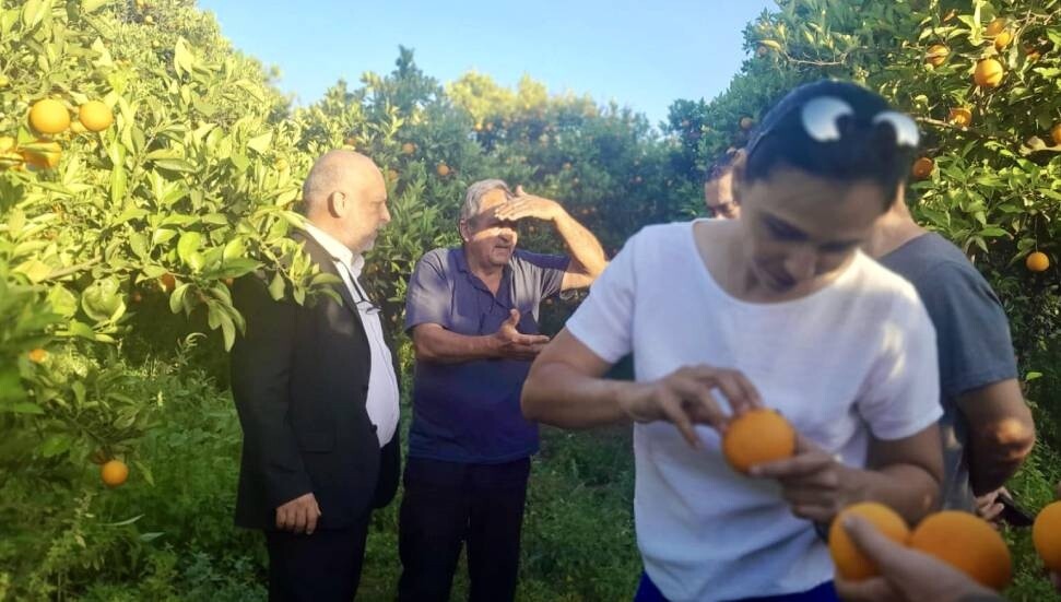 İŞAD, narenciyecilerin sorunlarını yerinde inceledi