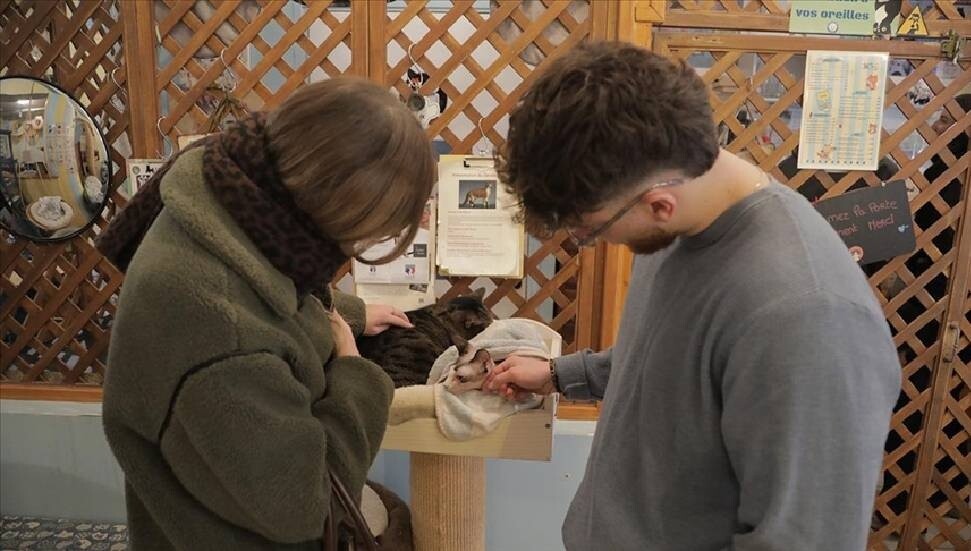 Paris'te patiseverler kafede kedilerle buluşuyor