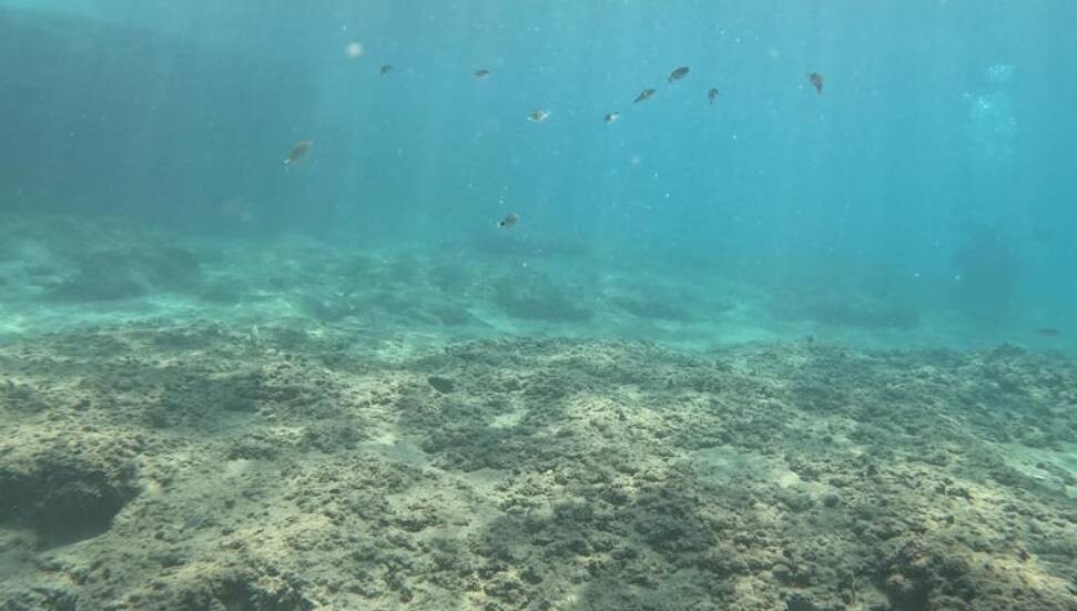 Deniz suyundaki sıcaklık artışı Doğu Akdeniz’de tür değişimini hızlandırıyor