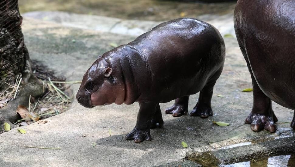 Pablo Escobar'ın su aygırları için öldürme kararı