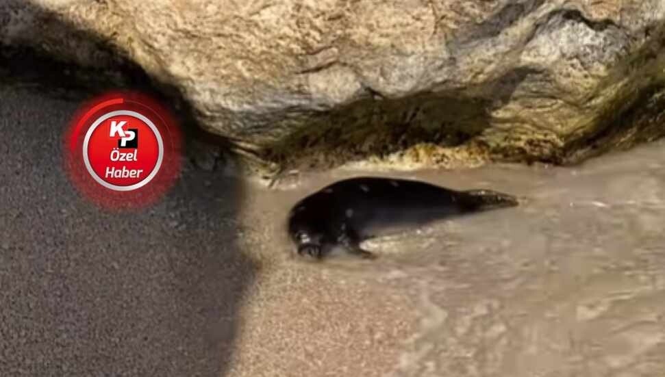 Sarpten, Girne'de görülen fokla ilgili değerlendirmede bulundu: Zamanla su altı mağaralara adapte oldular