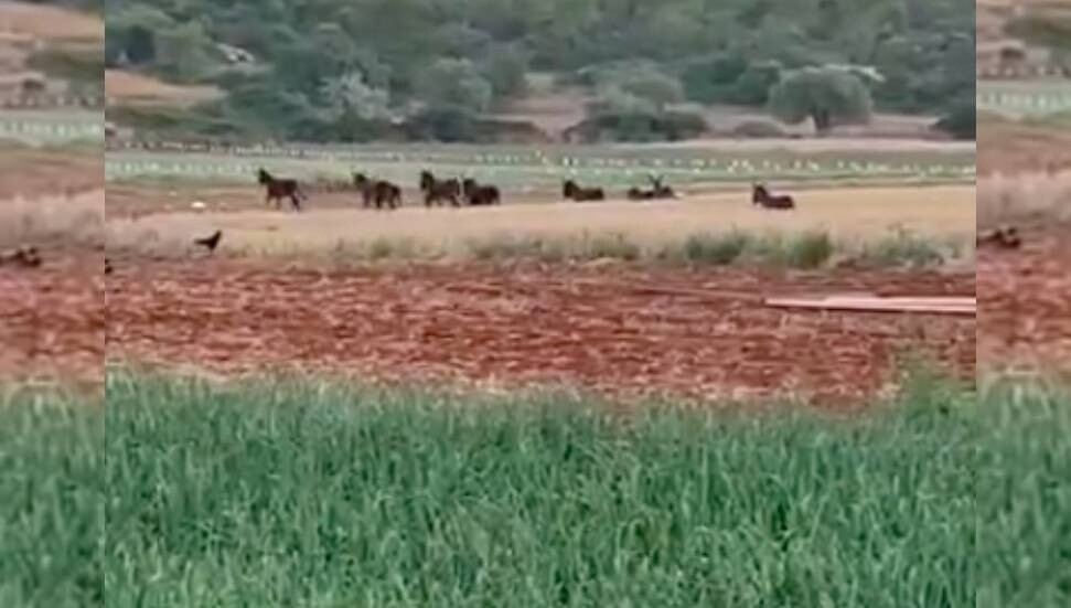 Karpaz’da eşekler tarlalara girdi, o anlar tarla sahibi tarafından görüntülendi