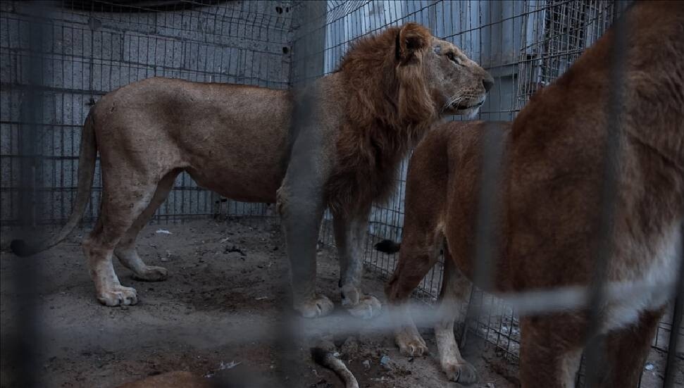 Brezilya'da hayvanat bahçesindeki aslan kafesine giren ziyaretçi, aslan saldırısında öldü