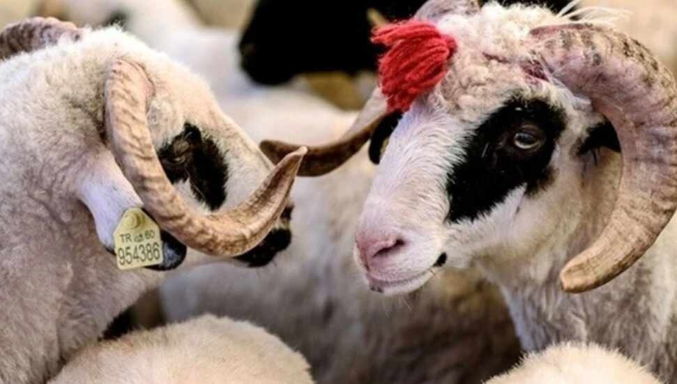 Veterinerlerden bayram öncesi uyarı: Hayvandan insana geçebilecek hastalıklara karşı dikkatli olunmalı