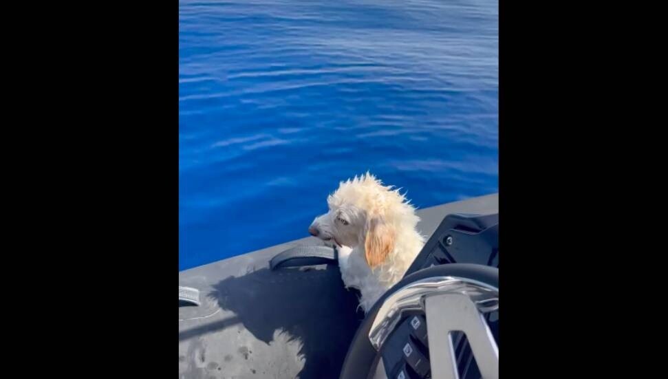 Denizin ortasında mahsur kalan köpek, Kıbrıslı Türk Halil Küçük tarafından kurtarıldı