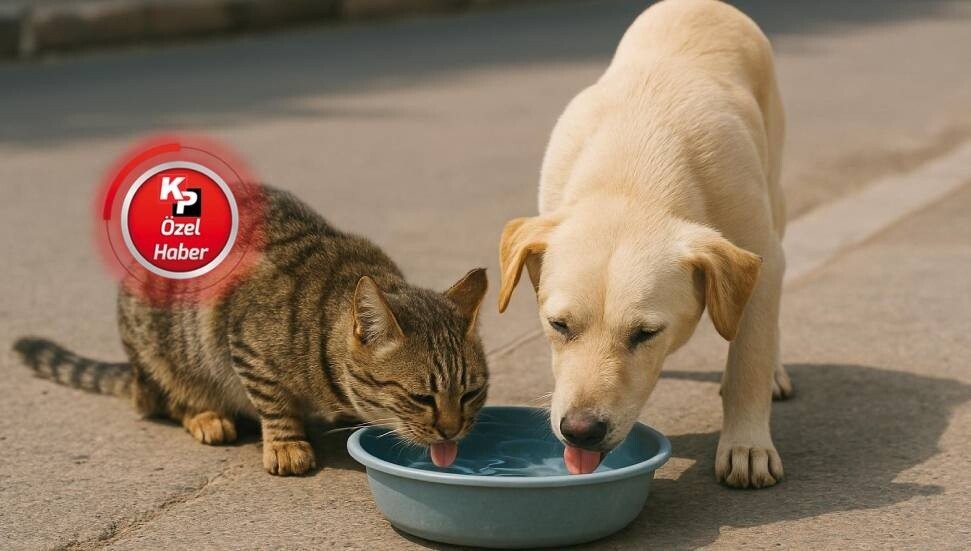 Altın Patiler Derneği’nden sıcak havalarda patili dostlar için uyarı: Evinizin önüne bir kap su bırakın