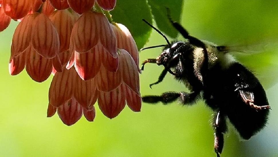 Yaban arıları, koloni ihtiyacına ve mevsim değişikliğine göre beslenme alışkanlıklarını düzenliyor